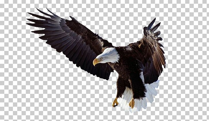Bald Eagle Bird Desktop PNG, Clipart, Bald Eagle, Bird, Desktop Wallpaper Free PNG Download