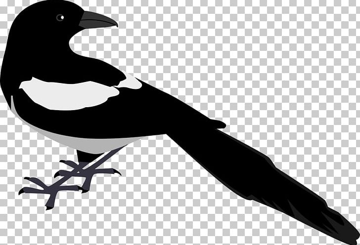 Eurasian Magpie Bird PNG, Clipart, American Crow, Animals, Beak, Bird, Black And White Free PNG Download
