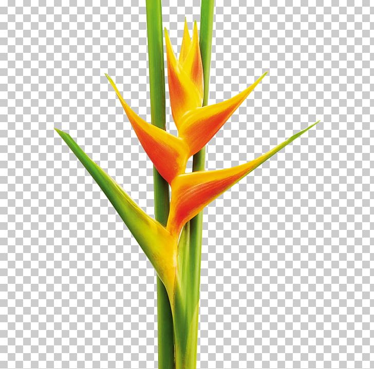 Lobster-claws Pereira Plant Cut Flowers PNG, Clipart, Banana, Colombia, Cut Flowers, Festival Of The Flowers, Flower Free PNG Download