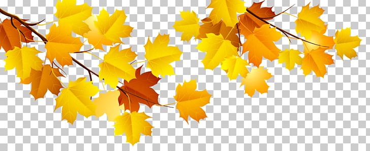 Yellow Autumn Leaf PNG, Clipart, Art, Autumn, Autumn Leaf, Autumn Leaf Color, Bbcode Free PNG Download