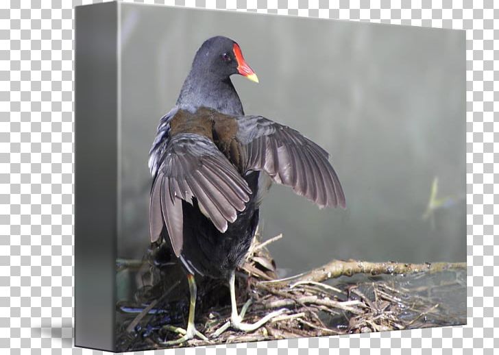 Beak Water Bird Feather PNG, Clipart, Animals, Beak, Bird, Fauna, Feather Free PNG Download