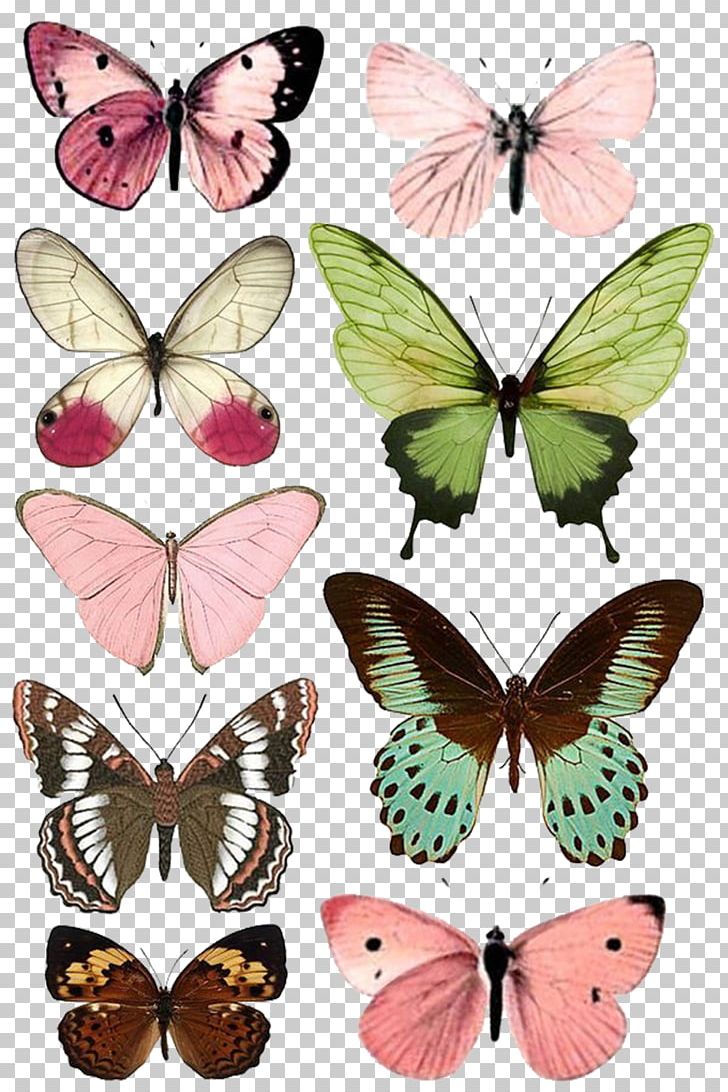 Butterfly Insect Paper Moth Printing PNG, Clipart, Animal, Animals, Arthropod, Brush Footed Butterfly, Butterflies And Moths Free PNG Download