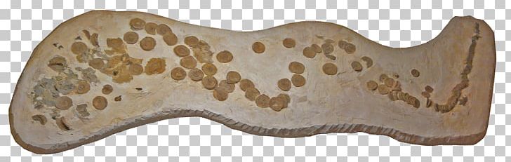Shark Niobrara Formation Squalicorax Late Cretaceous Aletopelta PNG, Clipart, 6 Feet, Animal Figure, Animals, Ankylosauria, Carboniferous Free PNG Download