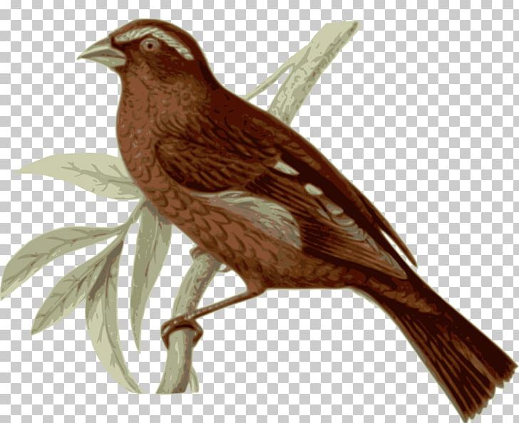 Bird Vinaceous Rosefinch Feather PNG, Clipart, Amazonian Motmot, Animal, Animals, Beak, Bird Free PNG Download