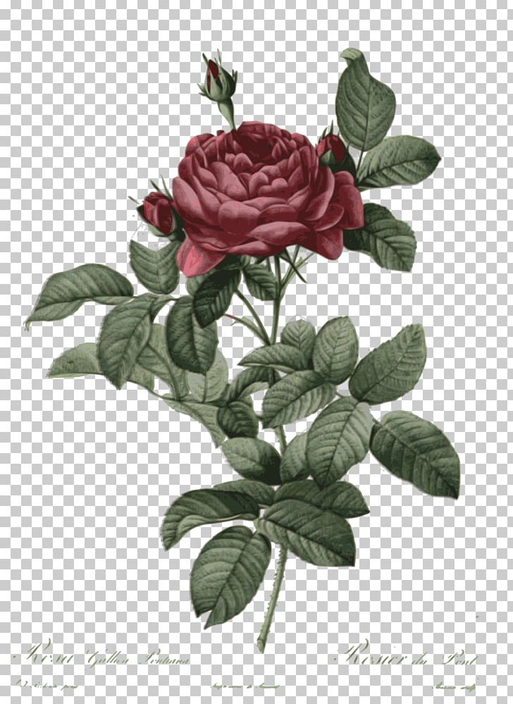 French Rose Botanical Illustration Botany Drawing Flower PNG, Clipart, Cut Flowers, Flora, Floral Design, Floribunda, Floristry Free PNG Download