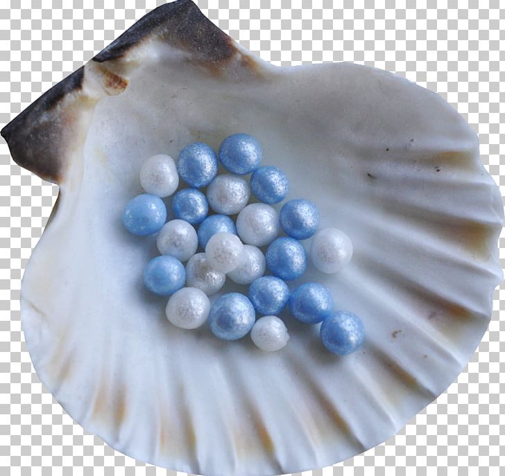 Seashell Restaurant Seashell #6 Molluscs Spiral PNG, Clipart, Animals, Bead, Blue, Button, Download Free PNG Download