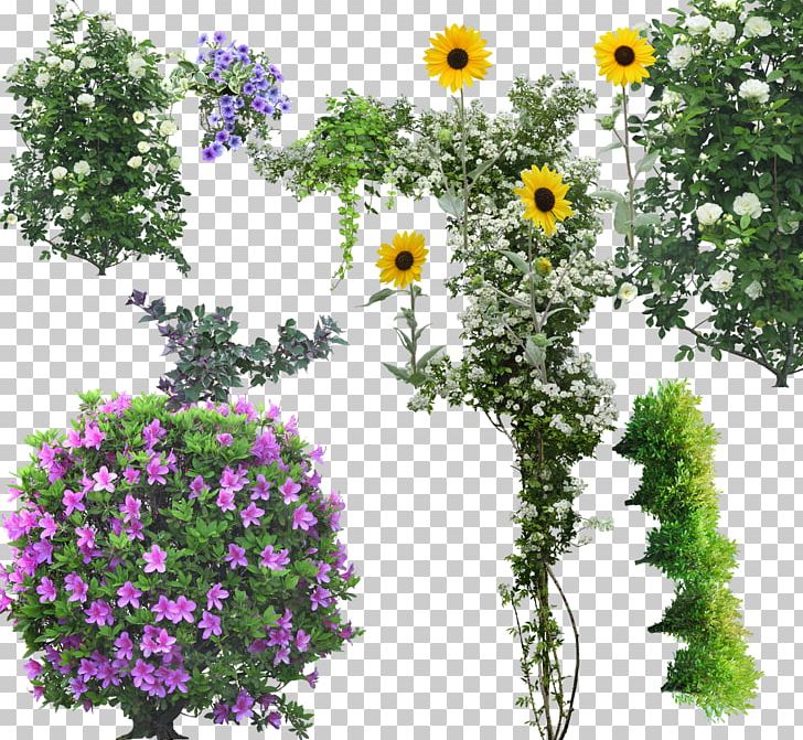 Tree Flower Shrub Arbor Day PNG, Clipart, Annual Plant, Arbor Day, Chrysanths, Document, Flora Free PNG Download