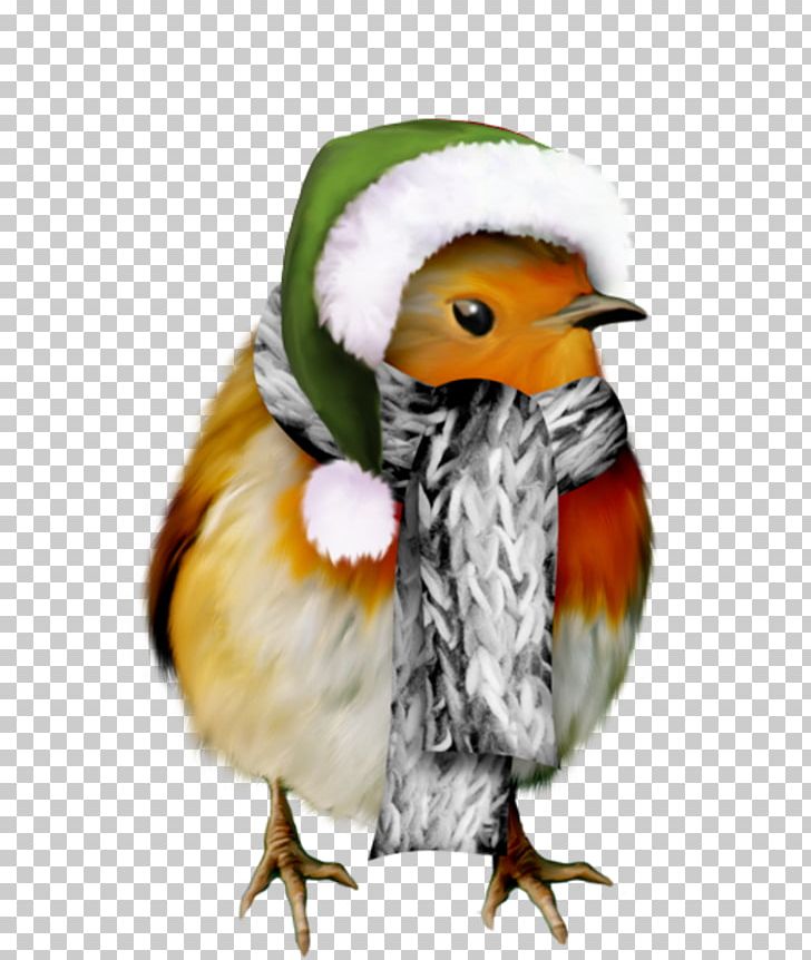 Christmas Winter Santa Claus PNG, Clipart, Beak, Bird, Bonnet, Christmas, Diaporama Free PNG Download