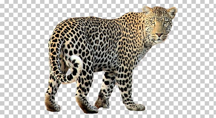Felidae Jaguar Black Panther Cheetah Tiger PNG, Clipart,  Free PNG Download