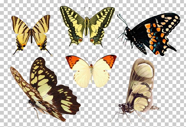 Monarch Butterfly Pieridae Moth Brush-footed Butterflies PNG, Clipart, Animal, Arthropod, Brush Footed Butterfly, Butterflies And Moths, Digital Image Free PNG Download