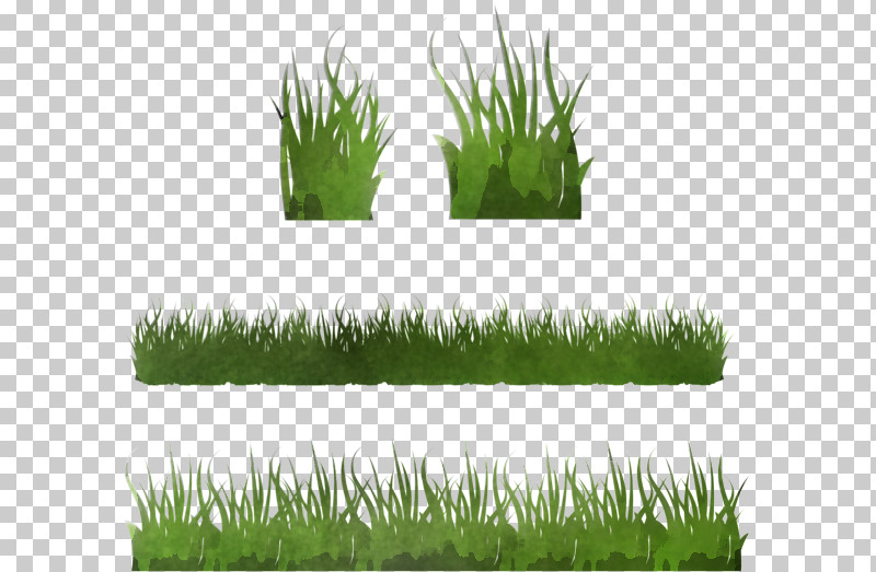 Grass Lawn Plant Wheatgrass Grass Family PNG, Clipart, Fodder, Grass, Grass Family, Grassland, Herb Free PNG Download