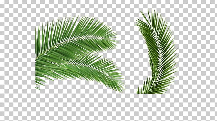 Arecaceae Palm Branch Leaf Coconut PNG, Clipart, Arecales, Coco, Flowerpot, Frame Free Vector, Free Logo Design Template Free PNG Download