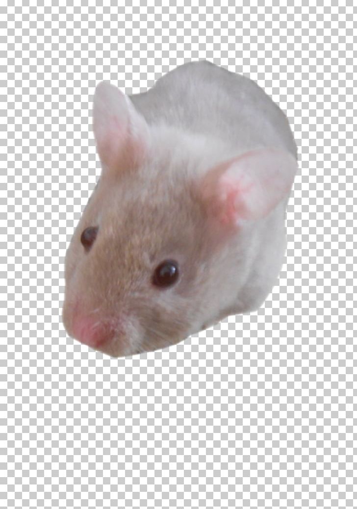 Murids Rodent Hamster Mouse Centerblog PNG, Clipart, Animal, Animals, Blog, Butterflies And Moths, Centerblog Free PNG Download