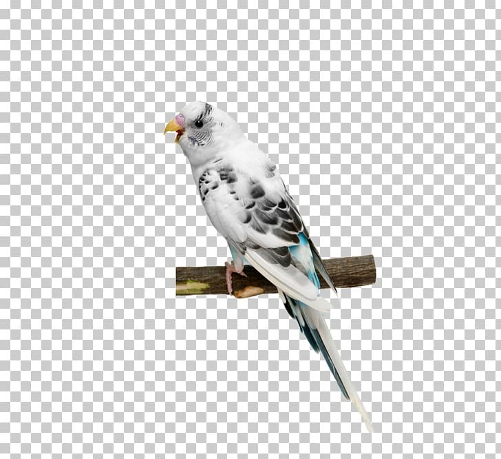 Parrot White PNG, Clipart, Animals, Background White, Beak, Bird, Black White Free PNG Download