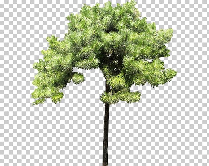 Pine Tree Evergreen Branch PNG, Clipart, Branch, Broadleaved Tree, Cdr, Conifer, Evergreen Free PNG Download