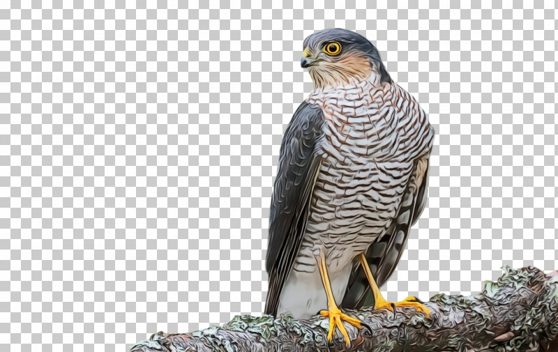 Hawk Owls Buzzard Beak PNG, Clipart, Beak, Buzzard, Hawk, Owls, Paint Free PNG Download