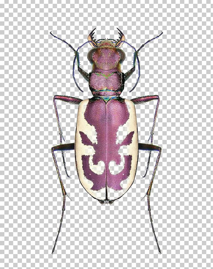 Beetle Cicindela Campestris Cicindela Sexguttata Cicindela Hybrida Cicindela Lengi PNG, Clipart, Animals, Arthropod, Balloon Cartoon, Beatles, Biological Free PNG Download