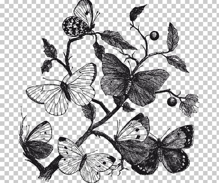 Butterfly Insect Nature PNG, Clipart, Brush Footed Butterfly, Butterfly, Color, Drawing, Flora Free PNG Download