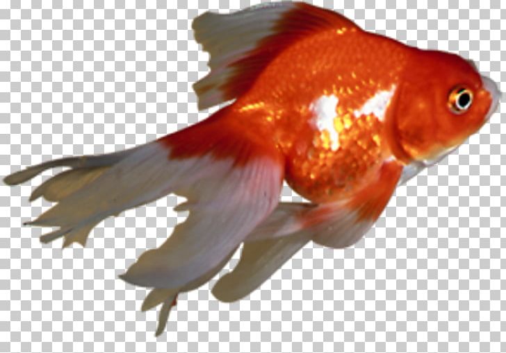 Goldfish Feeder Fish Bony Fishes Fin Marine Biology PNG, Clipart, Animals, Biology, Bony Fish, Bony Fishes, Carassius Auratus Free PNG Download