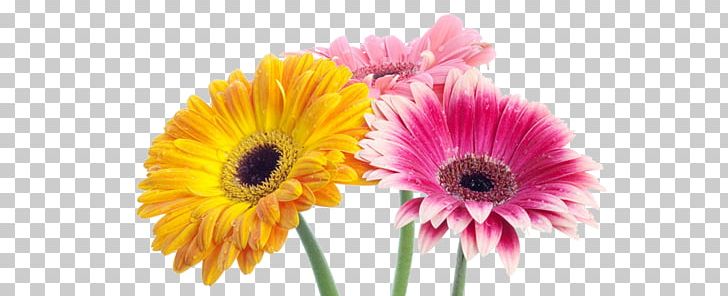 Desktop Flower Transvaal Daisy High-definition Television Garden Roses PNG, Clipart, Annual Plant, Calla Lily, Cut Flowers, Daisy, Daisy Family Free PNG Download