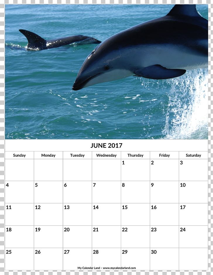 Dusky Dolphin Hourglass Dolphin Bottlenose Dolphin Common Dolphins PNG, Clipart, Animals, Bottlenose Dolphin, Calendar, Cetacea, Dolphin Free PNG Download