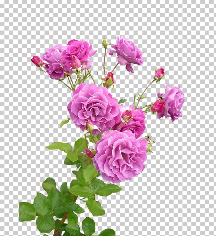 Garden Roses Cabbage Rose Pink Flower Lavender PNG, Clipart, Annual Plant, Artificial Flower, China Rose, Floribunda, Flower Free PNG Download