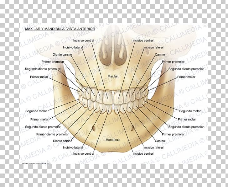 Maxilla Anatomy Mandible Mandibular Nerve Human Body PNG, Clipart, Alaleuanluu, Anatomy, Angle, Bone, Circle Free PNG Download