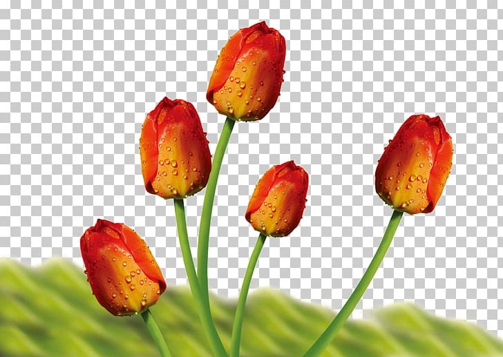Tulip Flower Bouquet PNG, Clipart, Bouquet, Bud, Buds, Download, Euclidean Vector Free PNG Download