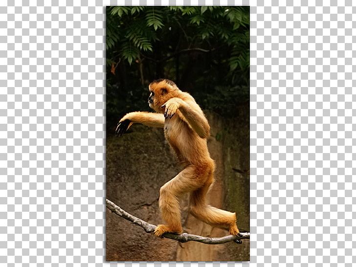 Cercopithecidae Monkey Primate Gibbon No PNG, Clipart, Bartender, Cercopithecidae, Fauna, Gibbon, Mammal Free PNG Download