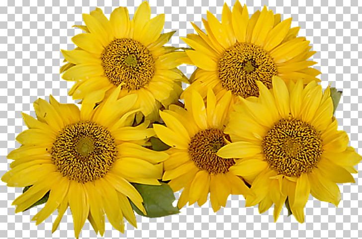 Common Sunflower PNG, Clipart, Annual Plant, Common Sunflower, Computer Software, Cut Flowers, Daisy Family Free PNG Download