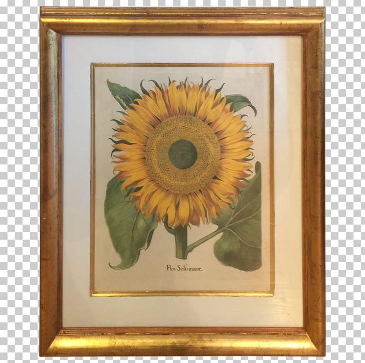 Common Sunflower Hortus Eystettensis Botanical Illustration Botany PNG, Clipart, Art, Basilius Besler, Botanical Illustration, Botany, Common Sunflower Free PNG Download