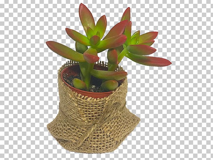 Succulent Plant Houseplant Plants Cactus El Taller Del Encanto PNG, Clipart, Baptism, Cactus, Character Structure, Flowerpot, Gift Free PNG Download