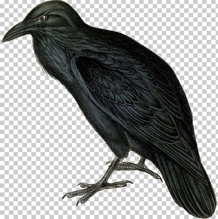 The Raven Common Raven PNG, Clipart, American Crow, Animals, Beak, Bird, Clip Art Free PNG Download