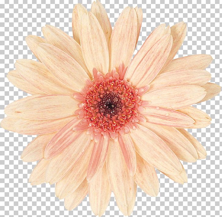 Cut Flowers Photography Chrysanthemum Petal PNG, Clipart, Argyranthemum Frutescens, Blue, Chrysanthemum, Chrysanths, Cut Flowers Free PNG Download