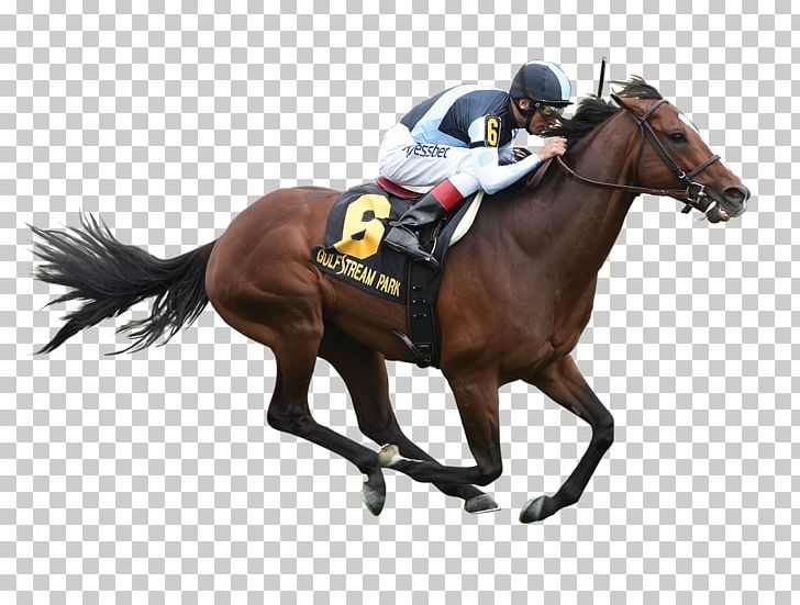 Stallion Horse Racing Thoroughbred Calumet Farm Jockey PNG, Clipart, Animal Sports, Breed, Equestrian, Equestrian Sport, Handicapping Free PNG Download