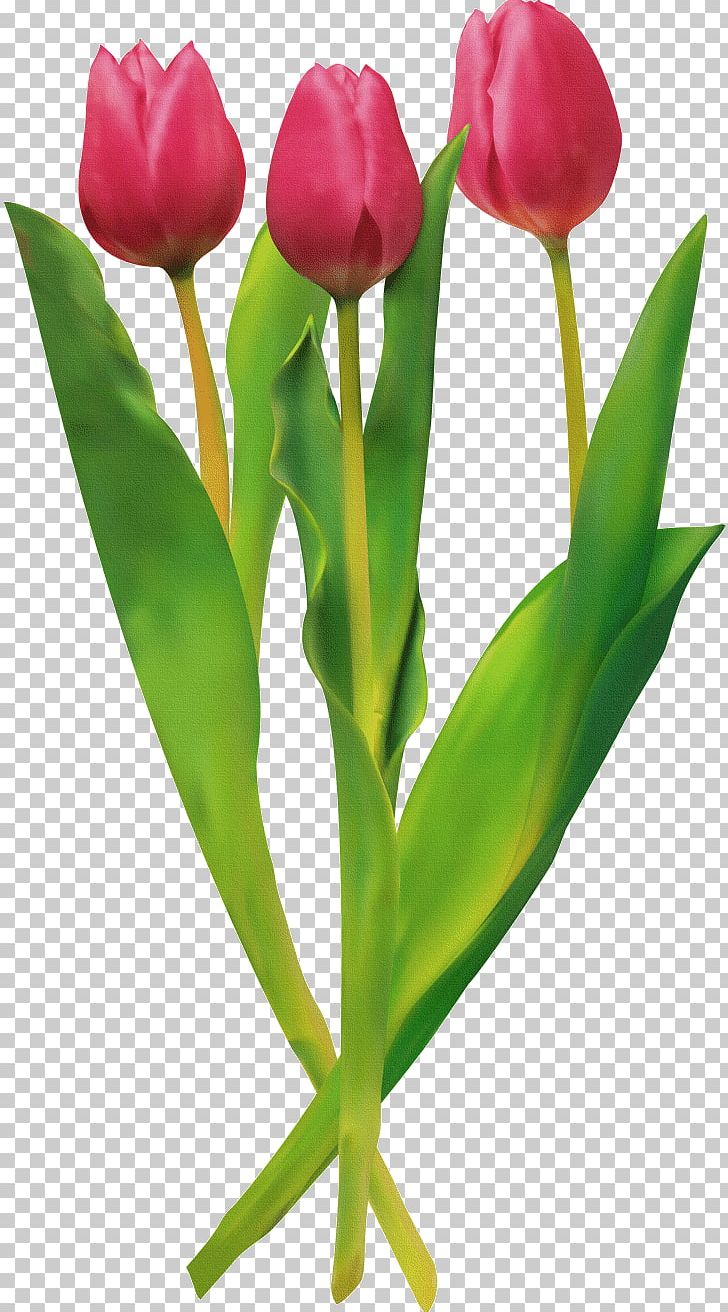 Tulip Cut Flowers PNG, Clipart, Bud, Cut Flowers, Download, Floral Design, Floristry Free PNG Download