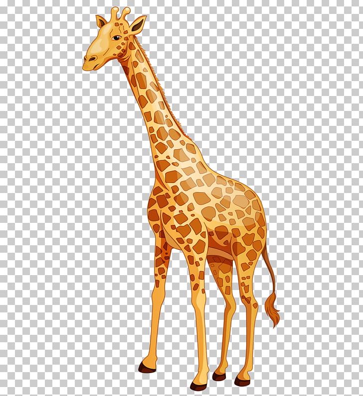 Baby Giraffes Cartoon Northern Giraffe PNG, Clipart, Animal, Animals, Baby Giraffes, Cartoon Giraffe, Creative Free PNG Download
