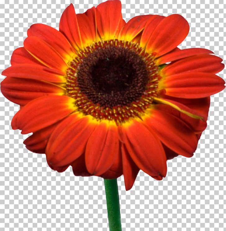 Blanket Flowers Transvaal Daisy Cut Flowers Petal PNG, Clipart, Annual Plant, Blanket, Blanket Flowers, Closeup, Common Daisy Free PNG Download