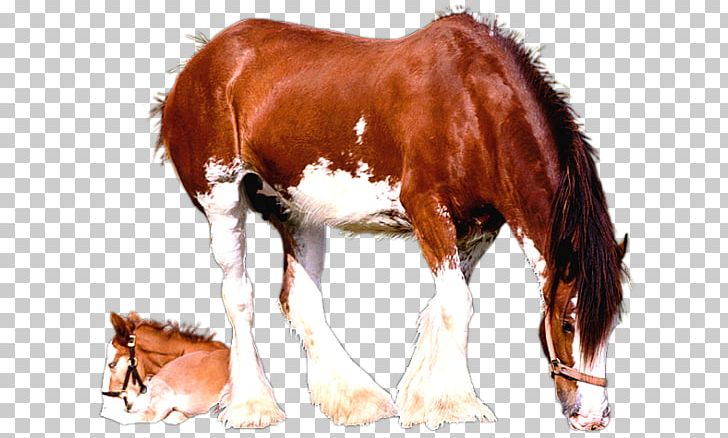 Clydesdale Horse Foal Mare American Paint Horse Colt PNG, Clipart, American Paint Horse, Atlar, At Resimleri, Bay, Breed Free PNG Download