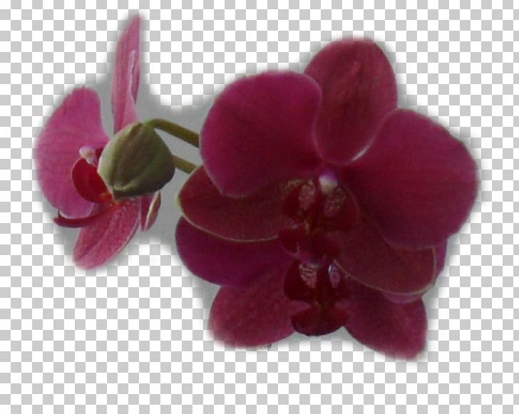 Moth Orchids Violet Pink M Family PNG, Clipart, Br 1, Family, Flower, Flowering Plant, Lilac Free PNG Download