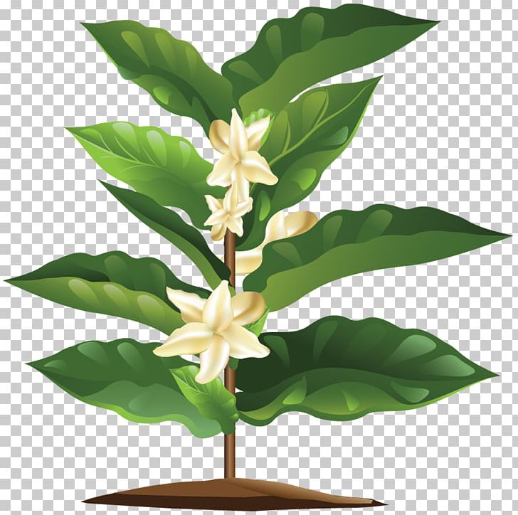Organic Coffee Coffea Plant Flower PNG, Clipart, Botanical Illustration, Botany, Coffea, Coffee, Flower Free PNG Download