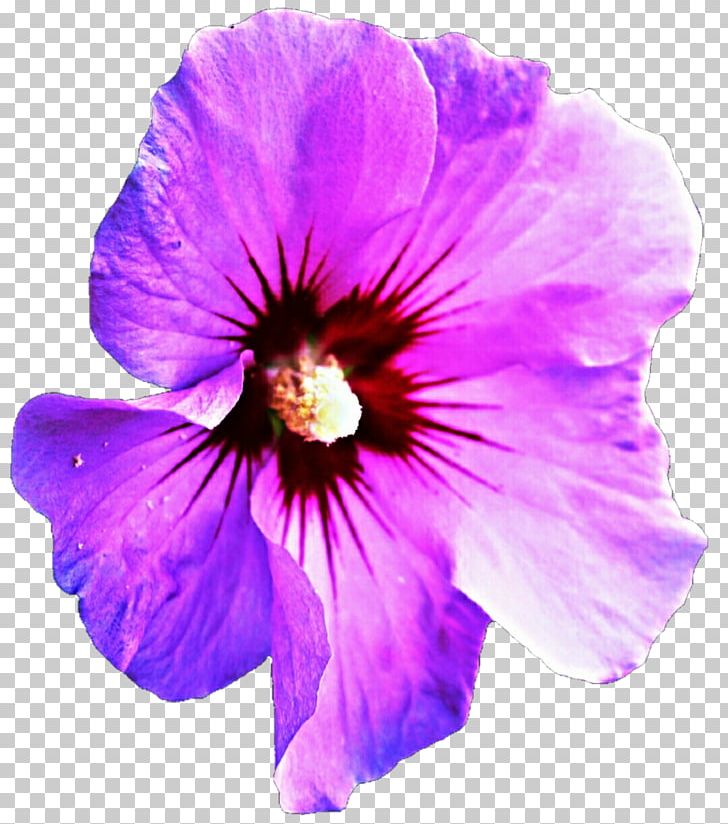 Purple Hibiscus Mallows PNG, Clipart, Annual Plant, Art, Flower, Flowering Plant, Green Free PNG Download
