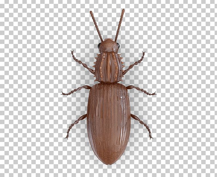 Scarabs Ground Beetle Pest Pantry PNG, Clipart, Arthropod, Beetle, Confused Flour Beetle, Cupboard, Dermestes Lardarius Free PNG Download