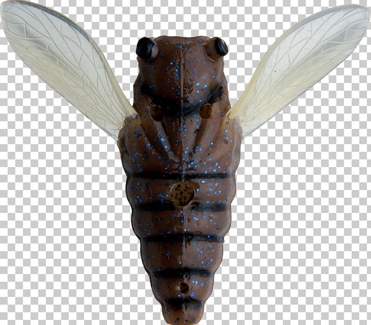 Insect PNG, Clipart, Animals, Cicada, Insect, Invertebrate, Membrane Winged Insect Free PNG Download