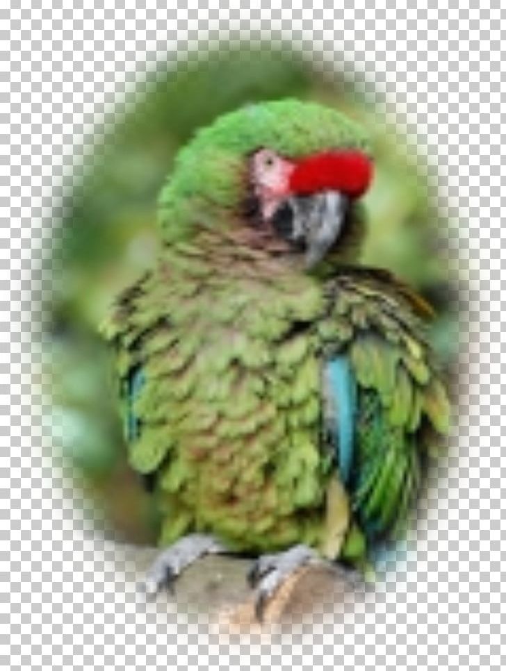 Budgerigar Lovebird Macaw Parakeet Beak PNG, Clipart, Animals, Beak, Bird, Budgerigar, Common Pet Parakeet Free PNG Download