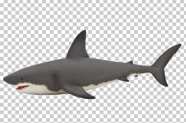 Great White Shark Shark Anatomy Whale Shark Isurus Oxyrinchus PNG, Clipart, Animal, Animals, Blue Shark, Carcharhiniformes, Cartilaginous Fish Free PNG Download