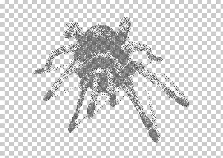 Jumping Spider Poecilotheria Metallica Goliath Birdeater Maratus Volans PNG, Clipart, Aleksandra, Animal, Arachnid, Arthropod, Black And White Free PNG Download
