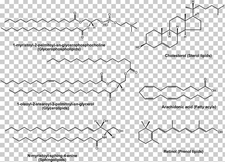 Lipidomics Polyunsaturated Fat PNG, Clipart, Angle, Auto Part, Biology, Black And White, Cell Free PNG Download