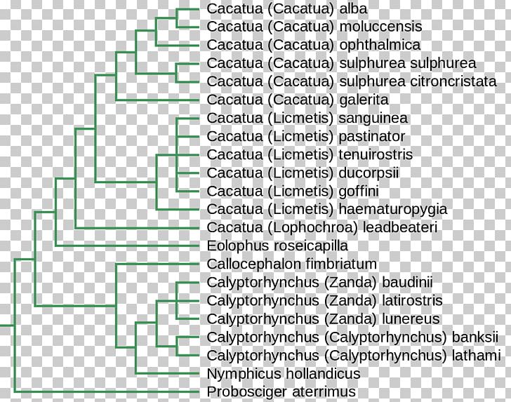 Major Mitchell's Cockatoo Phylogenetics Phylogenetic Tree Yellow-crested Cockatoo PNG, Clipart,  Free PNG Download