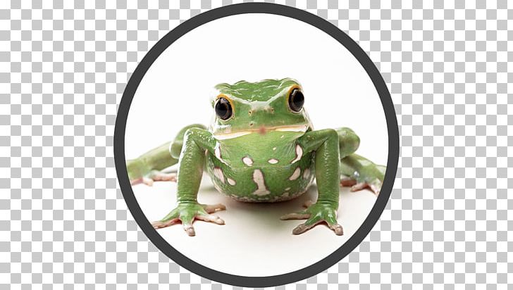 The Frog Prince Desktop Animal PNG, Clipart, Alligator, Amphibian, Animal, Animals, Cuteness Free PNG Download
